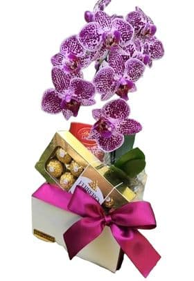 thumb-cesta-de-orquidea-e-chocolates-0